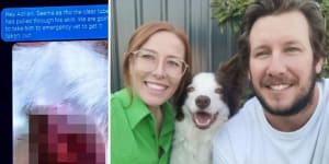 Perth pet owners voice concerns on eve of suspended vet’s return