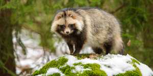 Raccoon dogs are related to foxes and are known to be able to transmit the coronavirus.