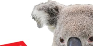The koala and the greater glider could both become extinct without drastic action to repair Australia’s environment.