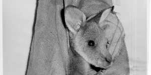 A rescued joey called William in a homemade pouch in Kew,1968. The author’s mother made a pouch for Joey out of a chaff bag.
