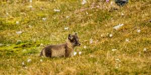 An Arctic fox in the field.