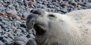 Sammi the elephant seal:best to keep your distance