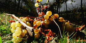 Rotting chardonnay grapes in 2005:Australia is once again grappling with a wine glut.