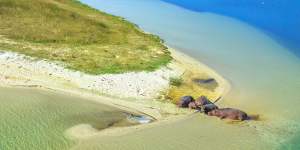 Cape hippopotamus rest on the shore of St Lucia Estuary within iSimangaliso Wetland Park.