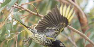 The regent honeyeater has lost 10,000 hectares of its habitat since 2000,ACF says. As many as 16 towns and cities play host to this critically endangered bird.