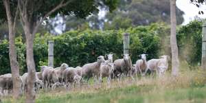 Shock announcement leaves boutique WA meat producers in the lurch