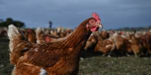 Free-range farmers who care about their chickens face calamity