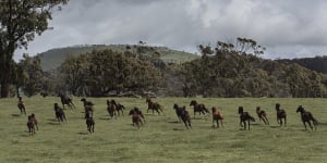 The horse rescuers:saving one four-legged friend at a time