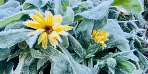 Why the last frost of the season is important for your garden