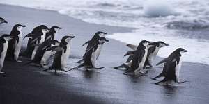 Chinstrap penguins head for the sea. 