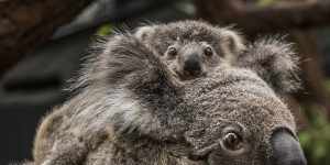 The koala has been listed as endangered in two states and the ACT.