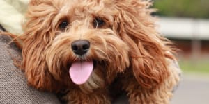 Cavoodles are among the most popular dog breeds to bring into the office.
