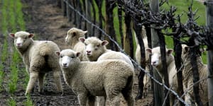 Wool and wine are among the exports that will be boosted with the removal of tariffs under the trade deal with India. 