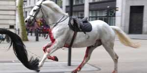 Military horses,one blood-stained,run loose through central London