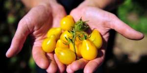 Get children accustomed to trying different foods - for example yellow tomatoes instead of red ones. 