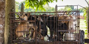 Millions of dogs and cats butchered in Asia amid disease risks:animal groups report
