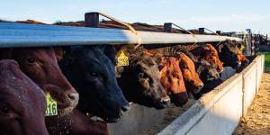 Cattle at a feedlot in South Australia eating a seaweed feed supplement to reduce the amount of methane produced in their burps and farts.