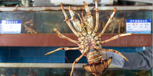 Australian lobster at Beijing Jingshen Seafood Market on Monday. 