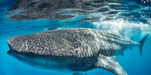Giant of the sea… whale sharks off the coast of Mexico.