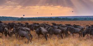 Wildebeest on the Masai Mara,Kenya.