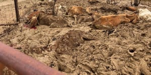 Queensland graziers rise from the mud after flood