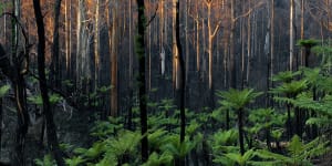 To burn or wait for an inferno? The oldest riddle of the forest