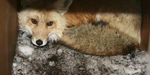 Rapidly spreading bird flu infects foxes and other wild mammals