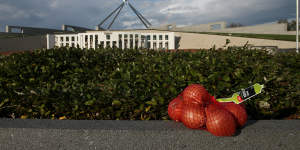 A 1 kg bag of brown onions left at the front of Parliament House as a social media reaction to #putyouronionsout after Tony Abbott was dumped as Prime Minister,on Tuesday 15 September 2015. 