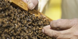 Bee alert:Varroa mite could sting businesses like ours