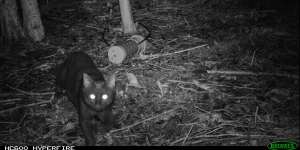 A remote camera image captures a feral cat at night. 