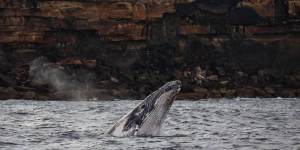 A whale near the new viewing platforms at North Head,Manly. 