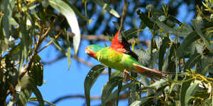 Habitat loss from land clearing under the EPBC Act is a leading cause of native species decline in Australia,including the critically endangered swift parrot