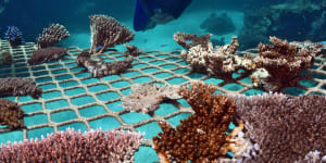 Coral propagation involves planting broken fragments of living coral directly onto the reef.