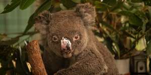 The 2019-20 bushfires burnt many forests,including key koala habitat.