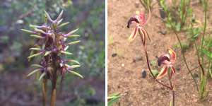 Left:Genoplesium plumosum inflorescence,commonly known as the Tallong midge-orchid. Right:The thick lip spider orchid Caladenia tessellata.