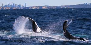 A photo taken by Vanessa Pirotta of humpback whales off Sydney in July 2020.