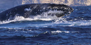 A humpback off the coast of Sydney.