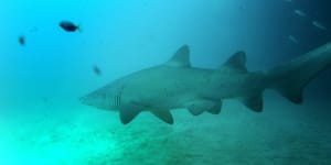 Grey nurse'responsible'for shark'bite'off Manly beach