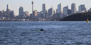 Scientists are identifying Sydney’s dolphins using their dorsal fins,and are trying to better understand why they visit the harbour and what their movements are like.