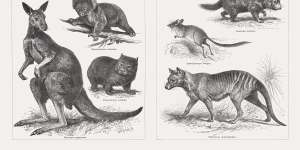 Artist engravings from 1897,clockwise from top:long-nosed bandicoot,Virginia opossum,Tasmanian devil,Thylacine or Tasmanian tiger (now extinct),kultarr. 