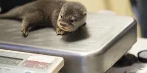 Whole otter love:Heart-melting Perth Zoo pups get first check-up