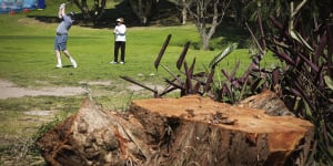 What’s left of the felled trees at the golf course.