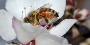 Almond crops are heavily reliant on bees for pollination. 
