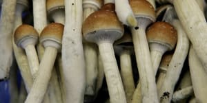 Magic mushrooms are seen in a grow room at the Procare farm in Hazerswoude,central Netherlands. 