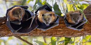 A family of flying foxes at Parramatta Park in January.