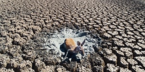 A kangaroo struggles in mud in an all but dried-up drainage canal in the Menindee Lakes system.
