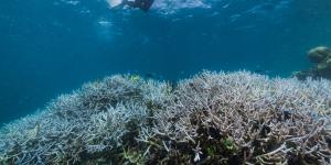 Corals turn white when they expel the algae living in their tissues,in a survival response to cope when the ocean is too hot for too long.