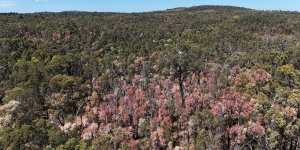 Dying trees are evident in the jarrah forests in WA.
