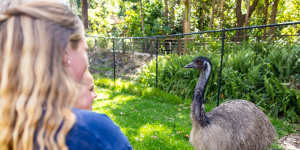 An emu prowls the grounds at Walkabout Creek.