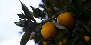 La Niña has smashed Costa Group’s citrus crops.